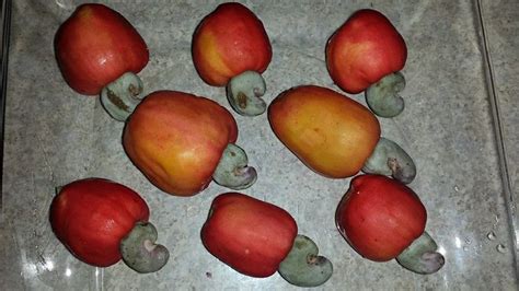 I don't believe every cashew in the world is hand made like this, there has to be a machine that does it. 174 best images about Cashew nut / Growing / Harvest on ...