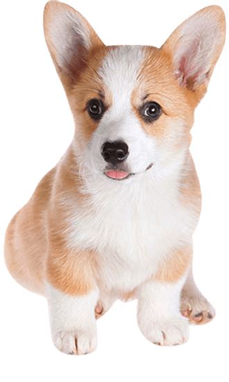 Are Corgis Hard To Potty Train