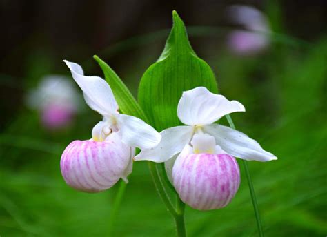 Discover An Enchanted Orchid Forest In Ontario Travel Bliss Now
