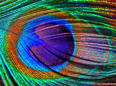 'pon a hill a green bird sat her owlets in a green felt hat her fortune was a wish. Peacock Fantasy | Shutterbug