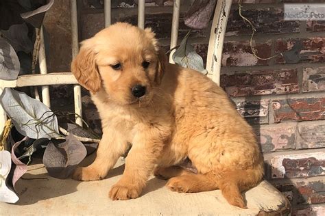 Prices may vary according to how titled the parents are (either in. Buttercup: Golden Retriever puppy for sale near Oklahoma City, Oklahoma. | f43747be-5621