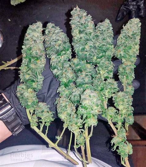 Northern Light Fememinized Seeds For Sale By Nirvana Seeds Herbies