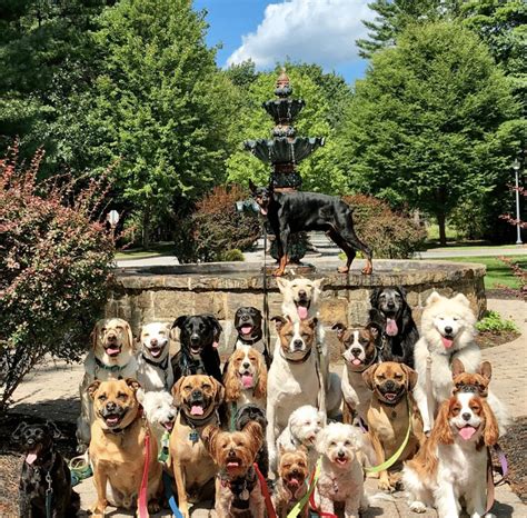 Photographers Take Photographs Of A Pack Of Dogs Pooch Note