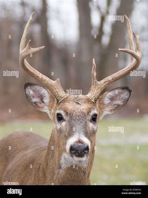 Whitetail Deer Buck Close Up Head Shot Stock Photo Alamy