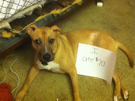 Bad Dogs Publicly Shamed Animals