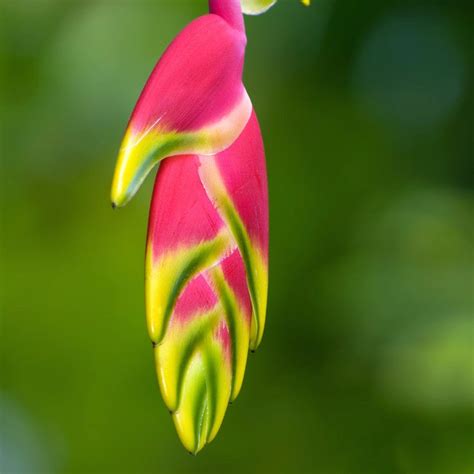 Heliconia In Christmas Colors Canvas Prints By Sina Irani Buy