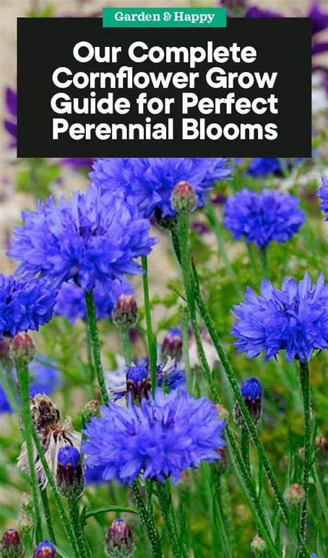 A Complete Guide On Growing Cornflower For Perfect Perennial Blooms