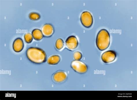 Candida Auris Fungi Hi Res Stock Photography And Images Alamy