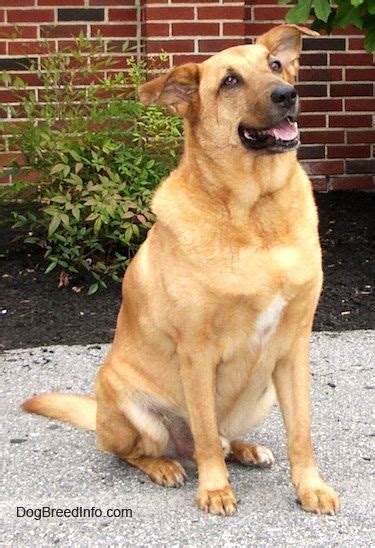 Labrador Retriever German Shepherd Mix Photo Happy Dog