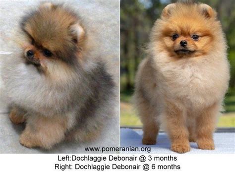 Pomeranian Ugly Stage Before And After Pets Lovers