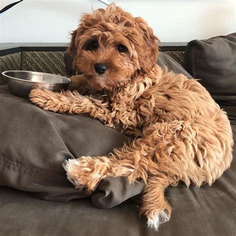 Cavapoo Full Grown Images