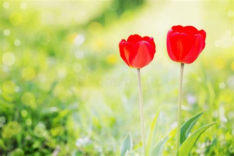 Red Tulips In Green Grass Stock Photo Image Of Abstract 108902228