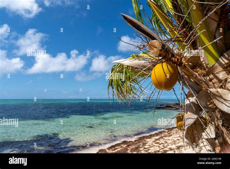Coconut Palm With Coconut Seed Growing Over Sandy Beach Yasawa Islands