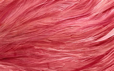 Texture Feather Download Background Photo Image Pink Feather