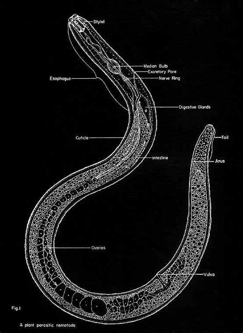 Diagram Labeled Diagram Of A Nematode Mydiagramonline