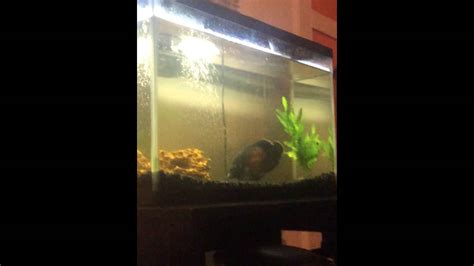 55 Gallon Oscar Tank Youtube