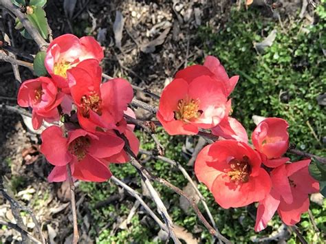 Plant a row of these for an impenetrable hedge that can function as a security barrier and also as a safe haven for the nests of song birds. Flowering Quince Details - Texas SmartScape Plant Database