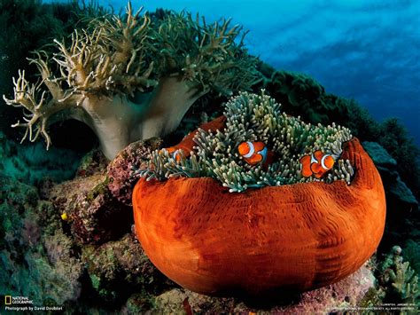 Sea Anemones Clownfish Fish Underwater National Geographic Hd