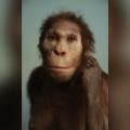 Ancient Human Relative Walked Like A Human But Climbed Like An Ape Cnn