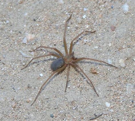 Id Possible Desert Recluse Loxosceles Bugguidenet