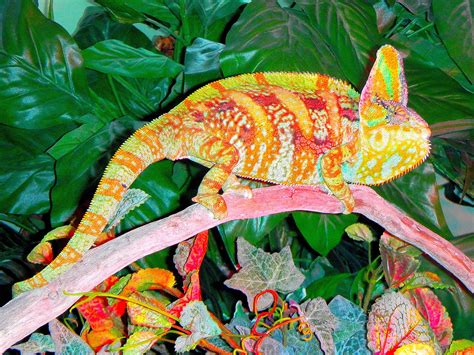 Male Veiled Chameleon Doing Highlighter Impression Reptiles Photo