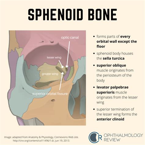 Sphenoid Bone — Ophthalmology Review