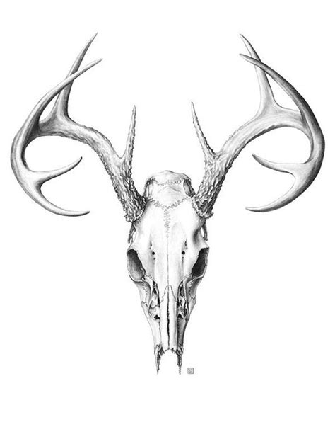 Deer Skull Large Scientific Illustration Etsy Deer Skull Tattoos