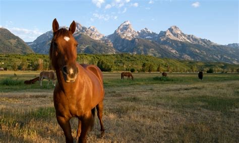 Grand Teton Horseback Riding Horse Trail Rides Alltrips