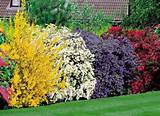 Photos of Tall Flowering Shrubs For Privacy