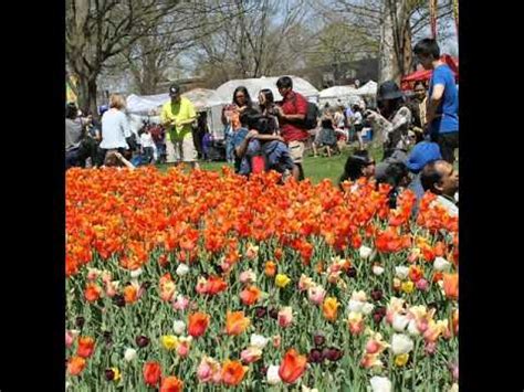 Here are 5 of the best michigan flower festivals that happen every year, and why every self respecting flower lover needs to make the. Holland Tulip Festival (Michigan) - YouTube