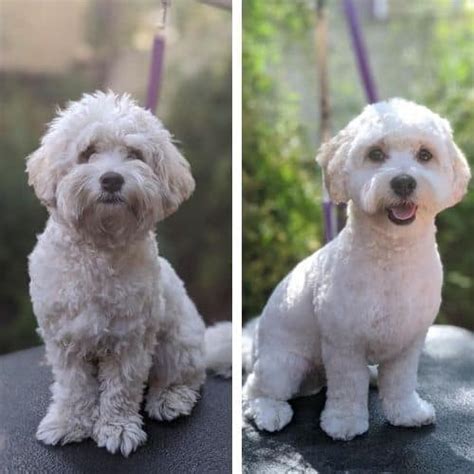 Short Maltipoo Haircut Ideas 15 Before And After Photos