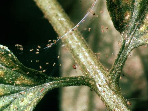 Spider Mites On Plants Effective Ways To Kill Spider Mites
