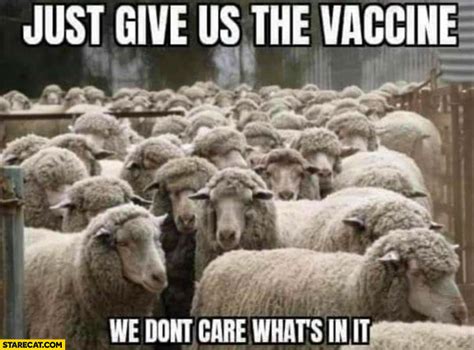 Sheep Just Give Us The Vaccine We Dont Care Whats In It