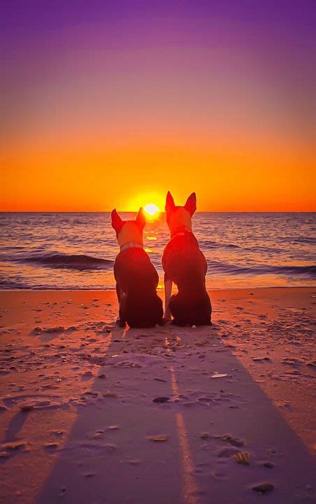 Watching The Sunset ♡ Boston Terrier Love Dog Beach Boston Terrier Dog