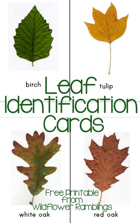 Leaf Identification Cards Free Printable Wildflower Ramblings New