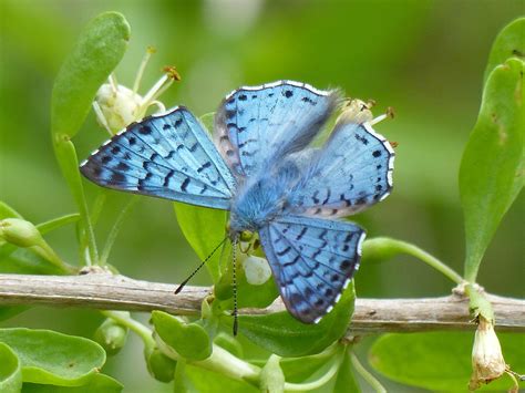 blue-metalmark-butterfly-identification,-facts,-pictures
