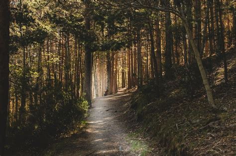 Dark Path In Forest Photo Free Download