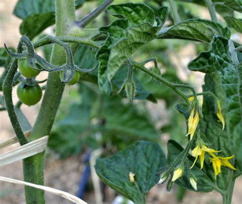 El Cultivo Del Tomate Crecimiento Y Floración Agrorganics Huerto