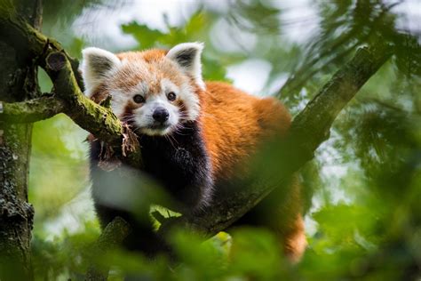 Disney And Pixars Turning Red And Red Panda Network Join Forces To