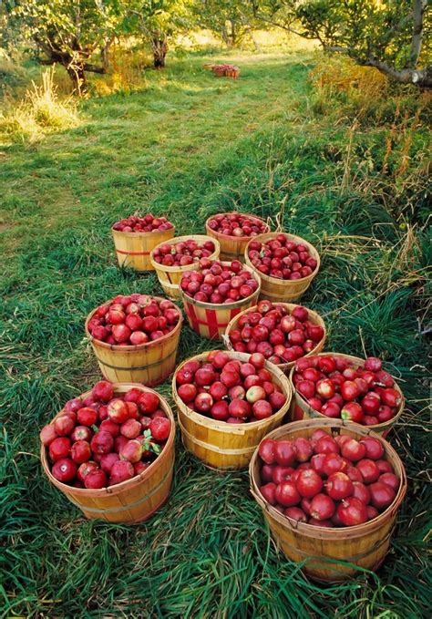 Fruit Farm Apple Harvest Harvest Apple