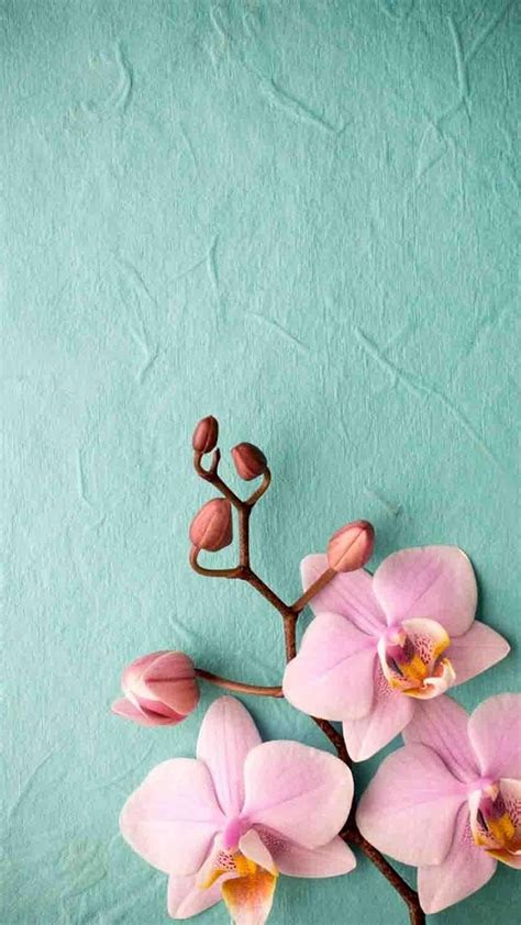 Pink Flower Cellphone Wallpaper Cute Wallpapers 2022