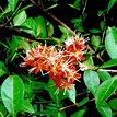 Lawsonia inermis L. | Alor Setar, Kedah, Malaysia. Red flowe… | Flickr