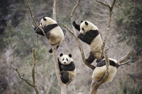 Four Subadult Giant Pandas Climbing In A License Image 70233888