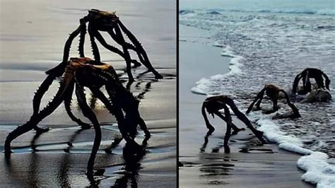 Dad Sparks Panic After Photographing War Of The Worlds Aliens Coming Out Of The Sea