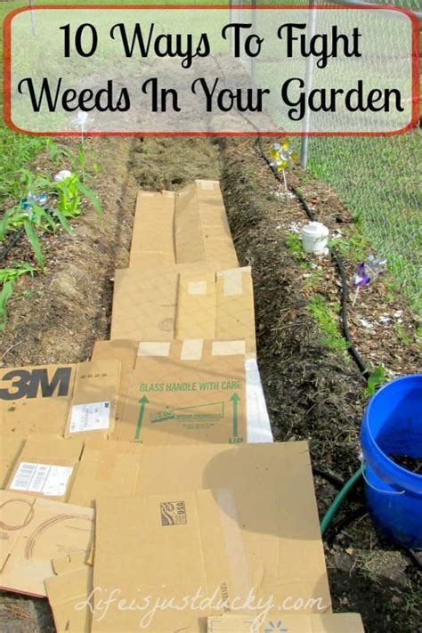 14 Tips Get Rid Of Weeds From The Garden Once And For All