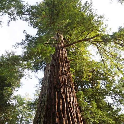 Sequoia Sempervirens 20 Seeds Coastal California Redwood