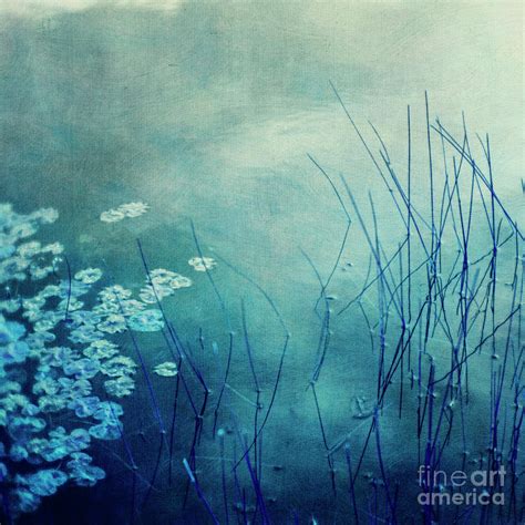 Blue Reeds Photograph By Priska Wettstein Fine Art America