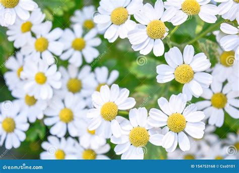 Medicine Chamomile Flowers Aromatherapy By Herbs Camomile Daisy