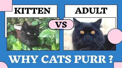 Cat Purring Kitten Vs Adult Kitten Videos Kitten Voice Cat