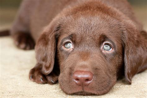 Interesting Facts About Chocolate Lab You Probably Didnt